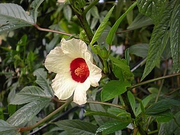 HIBISCO VINAGREIRA (Hibiscus sabdariffa)