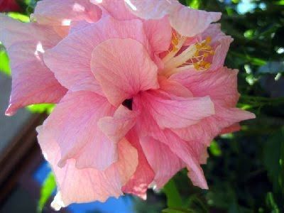 Sítio da Mata - HIBISCO DOBRADO (Hibiscus rosa sinensis) 