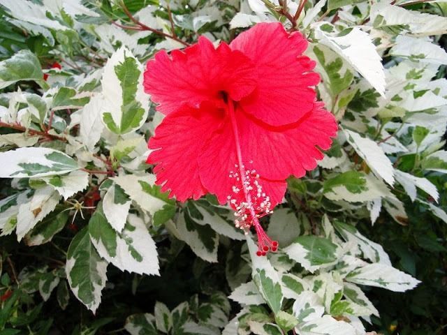 HIBISCO VARIEGATA (Hibiscus sp)