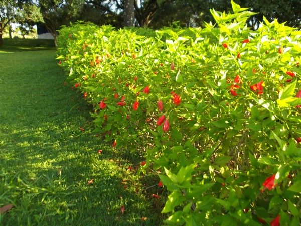 Sítio da Mata - HIBISCUS (Hibiscus rosa-sinensis)