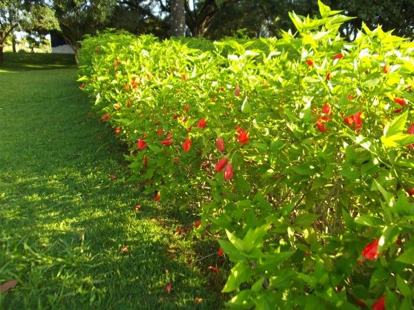 HIBISCUS (Hibiscus rosa-sinensis)