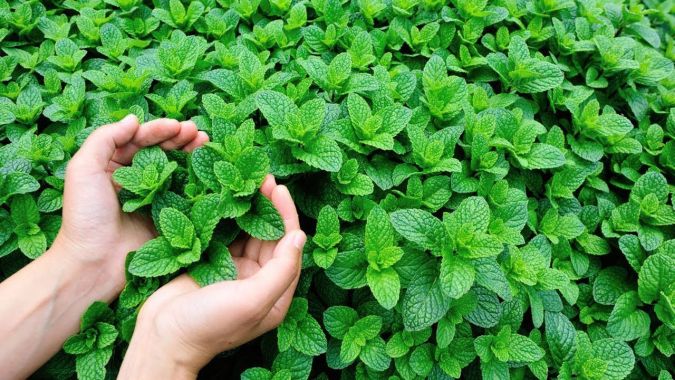 Sítio da Mata - HORTELA (Mentha sp) 