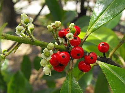 Sítio da Mata - ERVA-MATE (Ilex paraguariensis) 