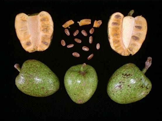 Araticum do Brejo (Annona glabra)