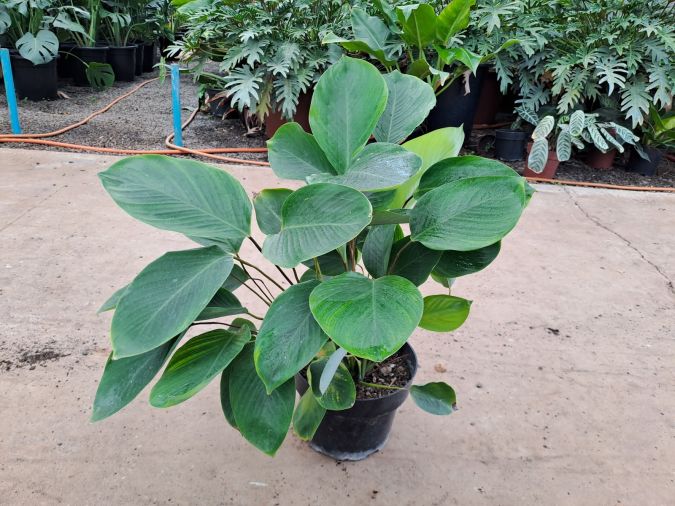 Sítio da Mata - MINI MARANTA CHARUTO (Calathea lutea)