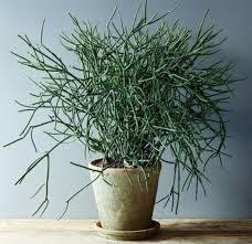 Sítio da Mata - AVELOZ PALITO DE FOGO (Euphorbia tirucalli)