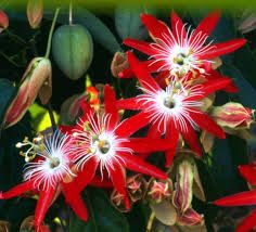 MARACUJÁ ORNAMENTAL (Passiflora spp. )