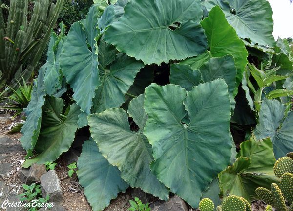 Sítio da Mata - IMBÉ DO BREJO (Philodendron tweedieanum)