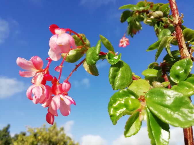 Sítio da Mata - Begônia de Metro (Begonia fuchsioides)