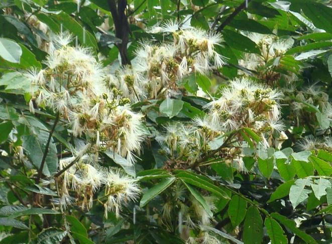 Sítio da Mata - Inga (Inga edulis)