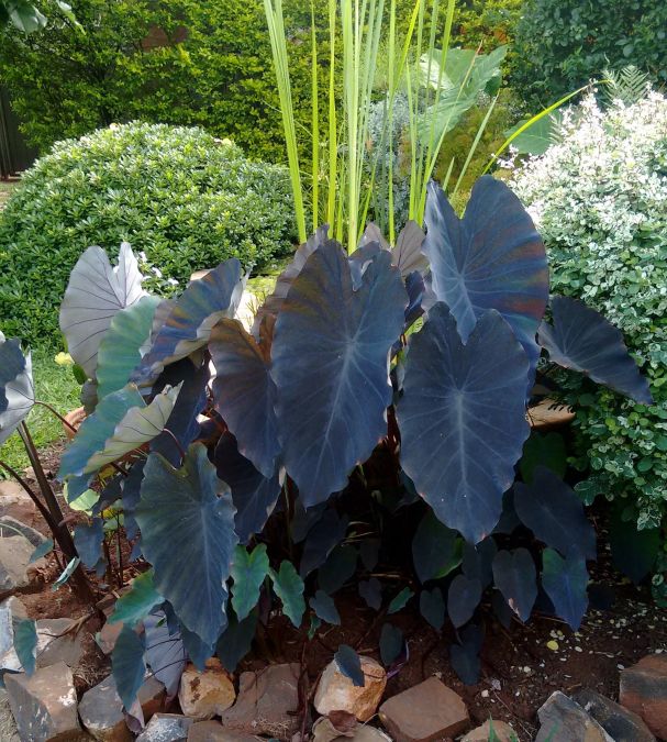 Sítio da Mata - INHAME ROXO (Colocasia esculenta var. aquatilis)