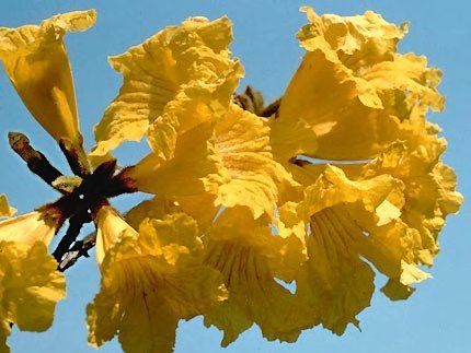 IPÊ AMARELO DO CERRADO (Handroanthus ochraceus)