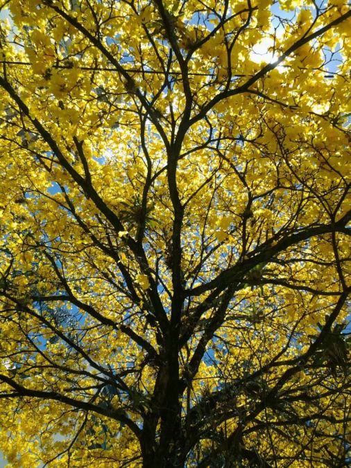 IPE AMARELO (Handroanthus albus)