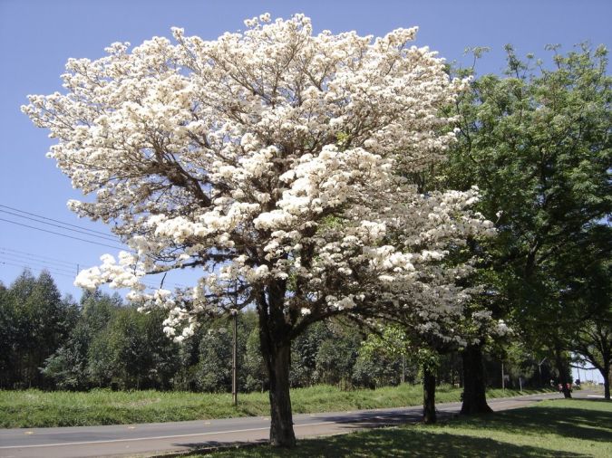 IPE BRANCO (Tabebuia roseo-alba) 