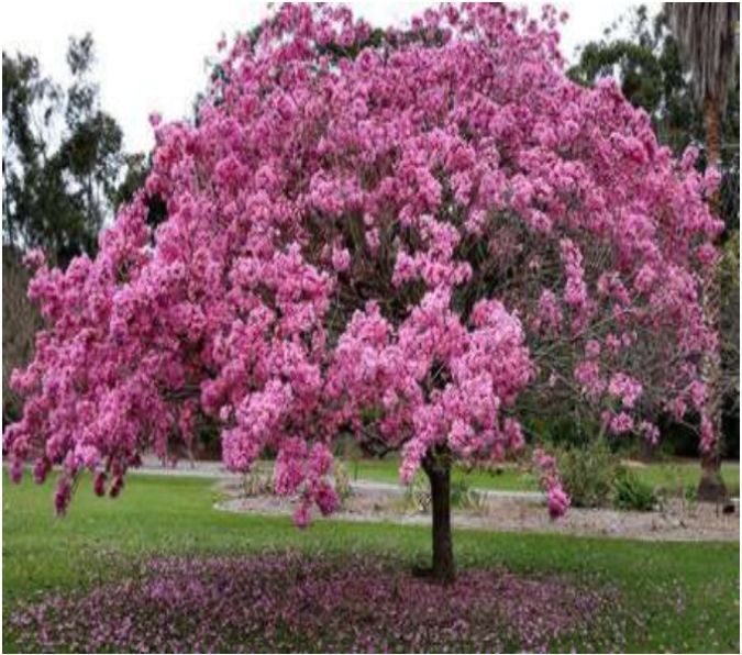 IPE ROSA (Handroanthus heptaphyllus)