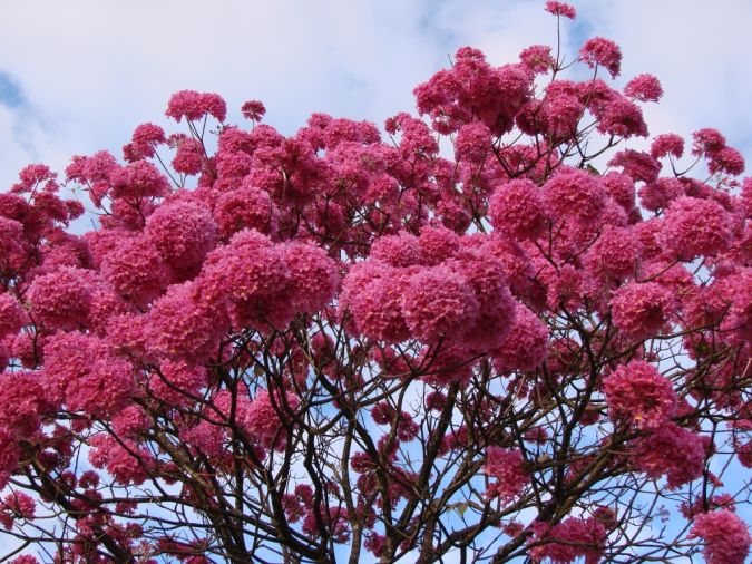 IPE ROXO DE BOLA (Handroanthus impetiginosus)