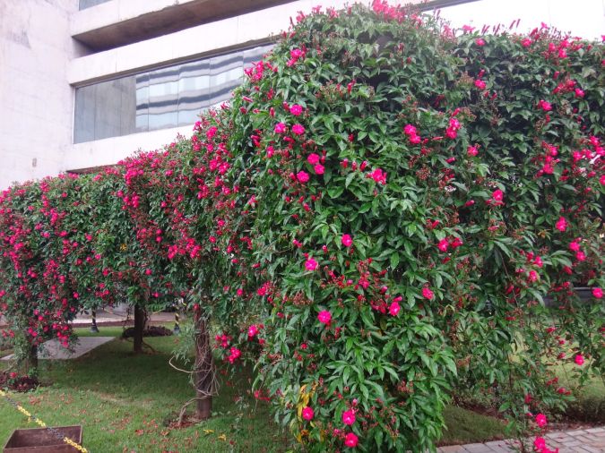 IPOMEIA RUBRA (Ipomoea horsfalliae) 