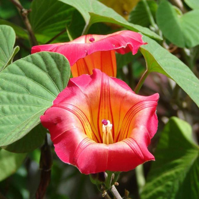 Sítio da Mata - IPOMEIA AFRICANA (Stictocardia macalusoi)
