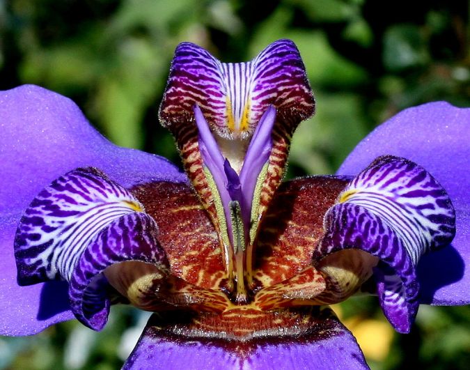 ÍRIS AZUL (Neomarica caerulea) 