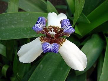 Sítio da Mata - IRIS DA PRAIA (Neomarica candida)