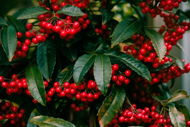 ARDÍSIA (Ardisia crenata)