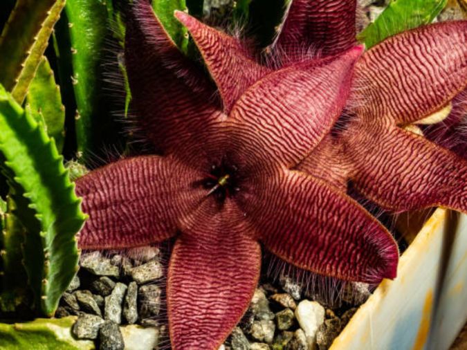 Sítio da Mata - Estapelia ou Flor Estrela (Stapelia sp)