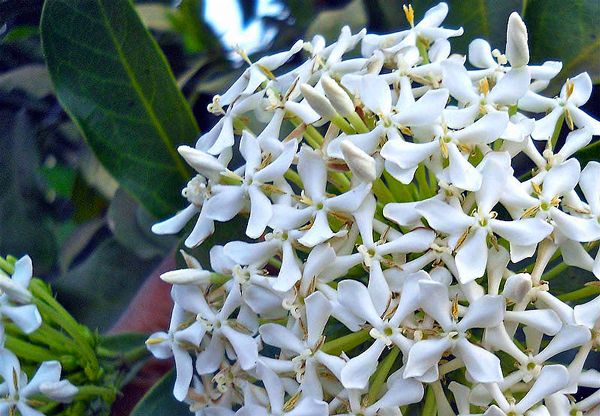 Sítio da Mata - IXORA BRANCA (Ixora finlaysoniana)