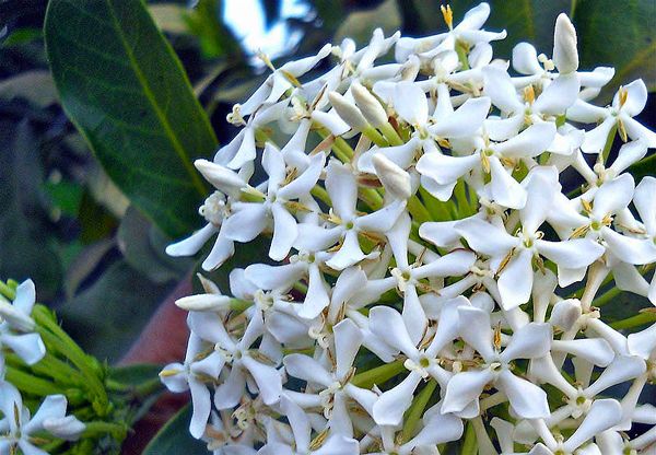 IXORA BRANCA (Ixora finlaysoniana)