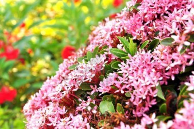 Sítio da Mata -  IXORIA COMUM ROSA (Ixoria Undulata)