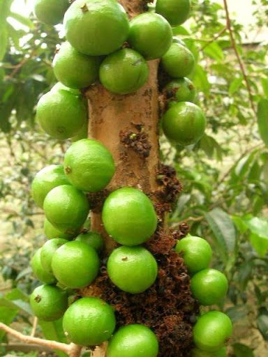 jabuticaba branca      myrciaria  aureana