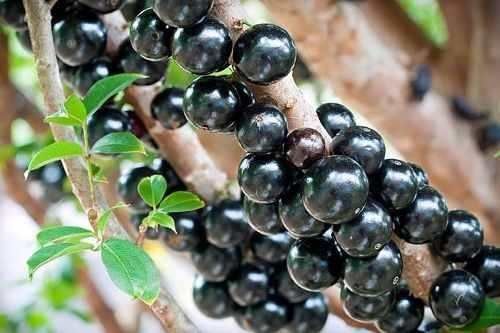 jabuticaba hibrida   myrciaria  cauliflora