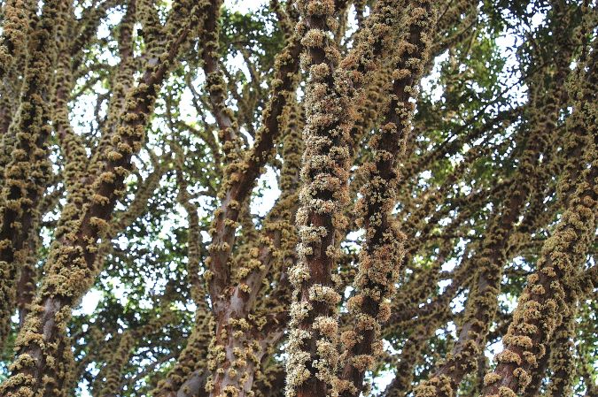 jabuticaba  sabara     myrciaria  jaboticaba