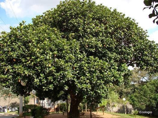 JACA (Artocarpus heterophyllus) 