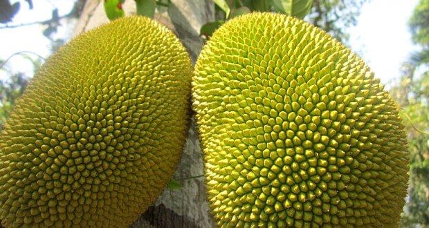 Jaca Dura (Artocarpus heterophyllus) 