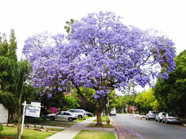 Jacarandá Caroba (Jacaranda cuspidifolia)