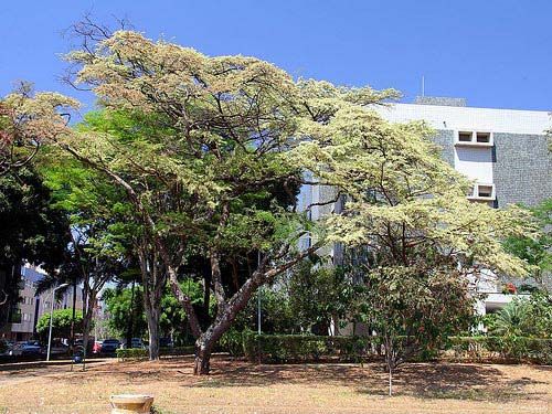 JACARANDÁ DA BAHIA (Dalbergia nigra)