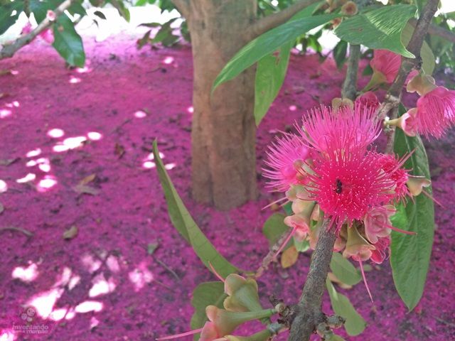 jambo rosa       syzigium samarangense