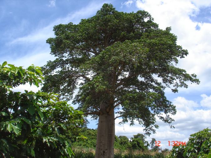 Jaracatia (Jaracatia Spinosa) 