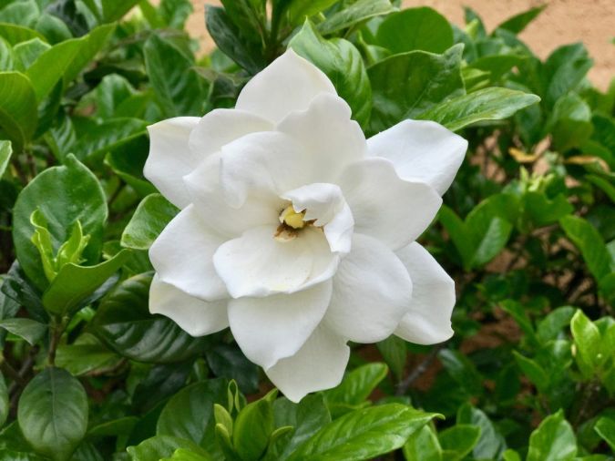 JASMIM DO CABO (Gardenia jasminoides) 