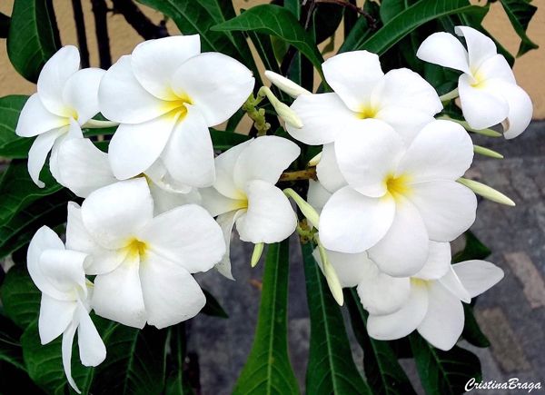 JASMIM DO CARIBE (Plumeria pudica)