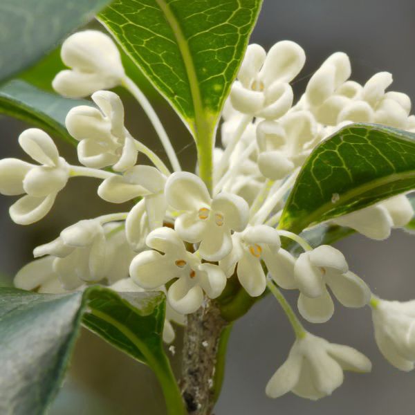 Sítio da Mata - JASMIM DO IMPERADOR (Osmanthus fragrans)