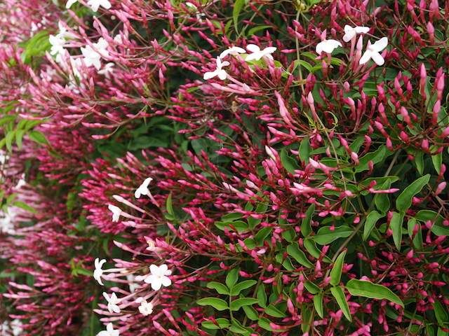 JASMIM DOS POETAS (Jasminum polyanthum)