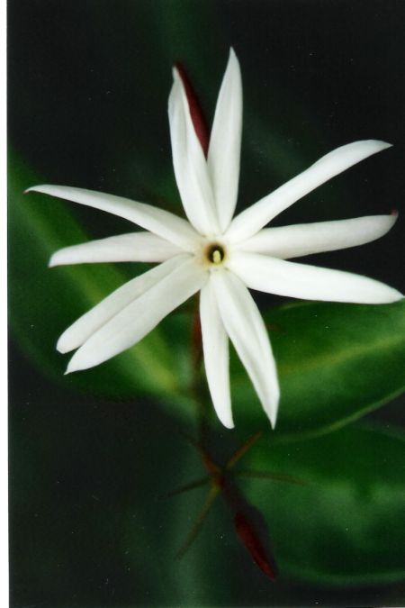 Jasmim Estrela (Jasminum Nitidum)