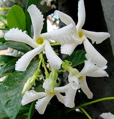 JASMIM LEITE (Trachelospermum jasminoides)