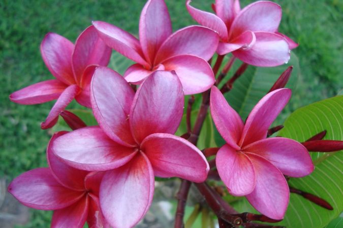 Sítio da Mata - Jasmim Manga (Plumeria rubra) 