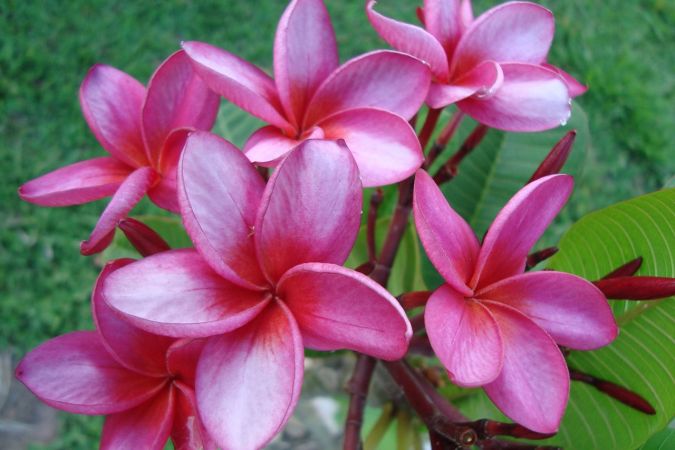 Jasmim Manga (Plumeria rubra) 