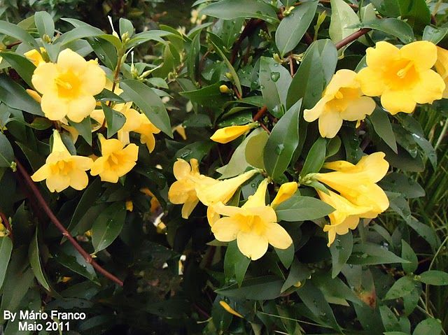 Sítio da Mata - JASMIM CAROLINA TREPADEIRA (Gelsemium sempervirens)