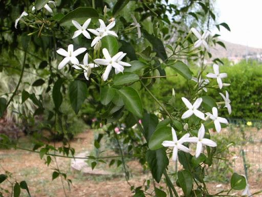Sítio da Mata - JASMIM DOS AÇORES (Jasminum azoricum)