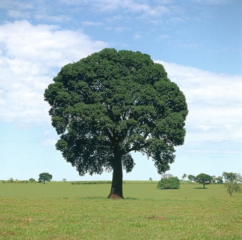  Jatoba do campo (Hymanea Courbaril) 