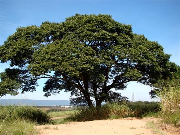  Jatoba do cerrado (Hymenaea stigonocarpa Hayne) 